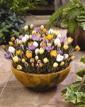 Amazon 育てやすい 早咲きクロッカス混合 10球 オランダからの花便り 秋植え球根 球根 Amazon 育てやすい 早咲きクロッカス混合 10球 オランダからの花便り 秋植え球根 球根