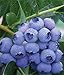 1 Patriot Blueberry Plant - 2 Year All Natural Grown - Spring Planting