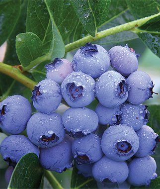 1 Patriot Blueberry Plant - 2 Year All Natural Grown - Spring Planting 1 Patriot Blueberry Plant - 2 Year All Natural Grown - Spring Planting