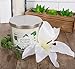 DII Home Traditions 3-Wick Evenly Burning Highly Scented 4x4 Large Jar Candle with 45+ Hour Burn Time (14.5 Oz) - Jasmine Flower Scent