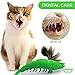 Ronton Cat Toothbrush - Durable Hard Rubber Cat Dental Care, Interactive Toothbrush Chew Toy (1 Pack Green (Shrimp))