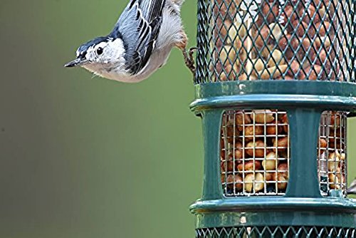 Brome Bird Care Bd1052 Squirrel Buster Peanut Set Of 1 Buy