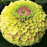 Park Seeds Zinnia Queen Lime with Blotch