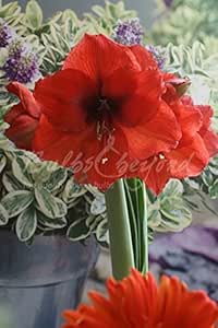 3 Bulbos de Amarilis (Hippeastrum) Orange Souvereign - Envío Incluido