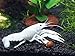 1 Male/Female Pair of White Specter Crayfish/Freshwater Lobsters (2+ inch Young Adult) by Aquatic Arts
