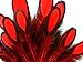 Moonlight Feather | 1 Dozen - Red Whiting Farms Laced Hen Saddle Feathers Fly Tying Halloween Carnival