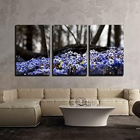 Many Anemone Hepatica in Forest in Early Spring x3 Panels