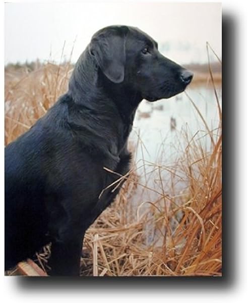 labrador blanket throw