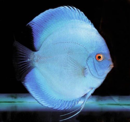 最も欲しかった ポリプテルス 混浴