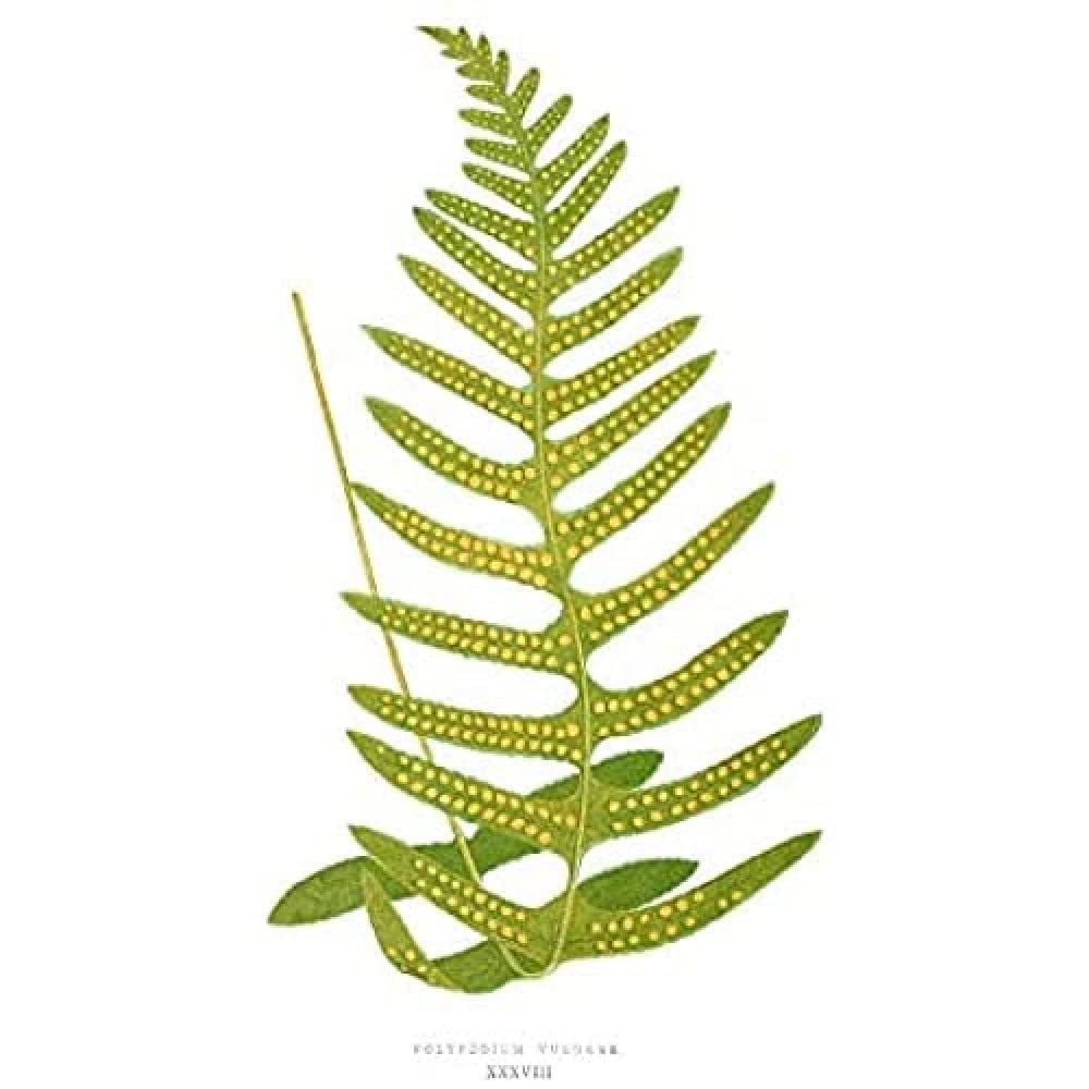 Fern Polypodium Vulgare Art Print Canvas Premium Wall Decor Poster