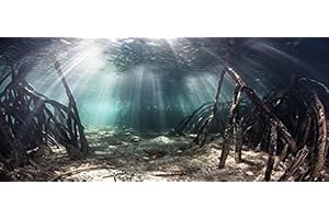 BannersNStands Mangrove with Sunlight/Aquarium Background Fish Tank Background (18"x48")