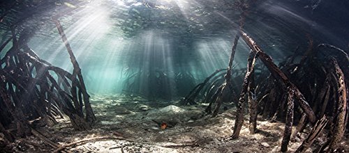 Mangrove with Sunlight/Aquarium Background