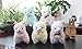 Alpacasso 6.7