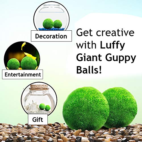 Luffy Guppy Moss Balls, 1.5 Inches, Vibrant Green Marimo Moss Balls, Beautiful and Low Maintenance Live Aquatic Plants, Ideal for Guppies, Mollies, and Swordtail Fish 2 Pack