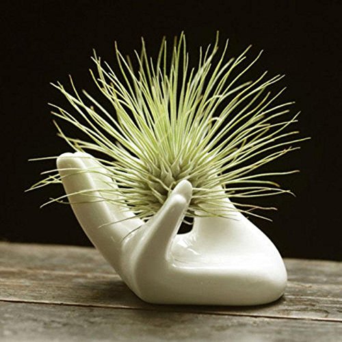 Eshylala 5 PACK Ceramic Air Plant Tillandsia Holder, Hand Shape Office Desk Base Airplant Display Container Pot,Ocarina Support Display Hand Stand, for Home Office Decoration Supplies