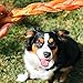 Nature Gnaws Braided Bully Sticks for Dogs 5-6