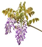 Amethyst Falls Wisteria Vine - Live Plant - 3 Inch Pot