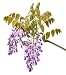 Amethyst Falls Wisteria Vine - Live Plant - 3 Inch Pot primary
