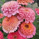 Eden Brothers Zinnia Seeds - Cupcakes Pink Mix, Non-GMO Seeds for Planting, Packet | Low-Maintenance Flower Seeds, Plant Duri