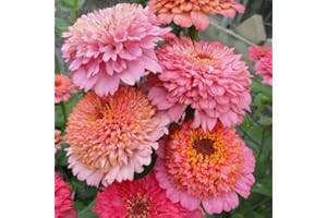 Eden Brothers Zinnia Seeds - Cupcakes Pink Mix, Non-GMO Seeds for Planting, Packet | Low-Maintenance Flower Seeds, Plant During Spring, Zones 3, 4, 5, 6, 7, 8, 9, 10