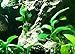 Greenpro Anubias Nana Petite Live Aquarium Plants Fish Tank Decorations Freshwater Plant