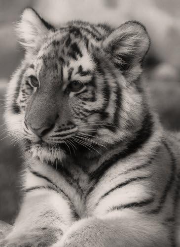 LARGE TIGER CUB CANVAS ART PRINT 27 X 20 INCHES READY TO HANG