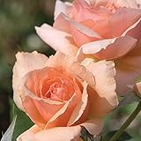 Apricot Candy Rose Bush - Fragrant Peach Apricot Flowers All Summer! | Own Root Easy To Grow | 4 Inch Container Potted