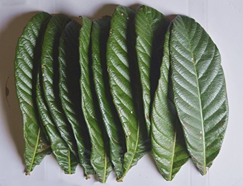 びわの 生葉 【梅】(サイズ混合)15枚