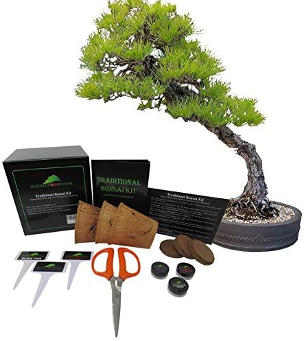Premium Bonsai Tree Starter Seed Kit (Traditional Bonsai Kit Level 1)