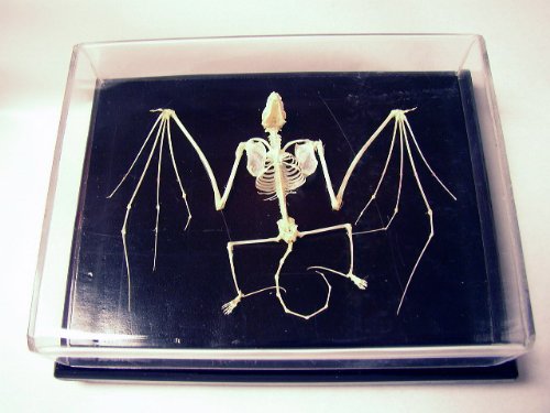 C & A Scientific - Premiere 51010 Real Bat Skeleton