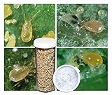1,000 Live Adult Predatory Mites - A Mix of Predatory Mite Species for Spider Mite Control - Ships Next Day!l