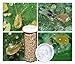 1,000 Live Adult Predatory Mites - A Mix of Predatory Mite Species for Spider Mite Control - Ships Next Day!l