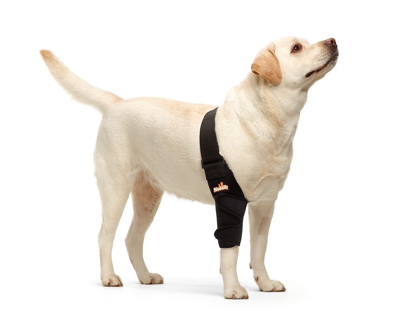 NeoAlly Dog Elbow Brace Protector Pads for Canine Elbow and Shoulder Support Elbow Hygroma, Dysplasia, Osteoarthritis, Elbow Calluses, Pressure Sores and Shoulder Dislocation (Right Large)