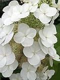 Gatsby's Moon Oakleaf Hydrangea - 4