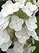 Gatsby's Moon Oakleaf Hydrangea - 4