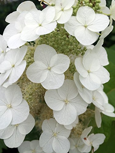 Gatsby's Moon Oakleaf Hydrangea - 4