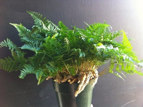 Jmbamboo - White Rabbit's Foot Fern 4