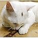 UNKE 5PC Cute Cat Stick Chew Toy Dental Health Kitten Brush Teeth Pet Treat