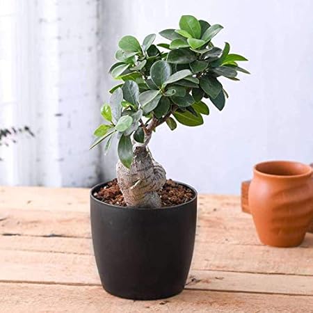 Mphmi Plant Ficus Bonsai - Plant Ficus Bonsai, Banyan Bonsai, Indian laurel, Curtain fig Bonsai