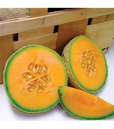 Amazon.com : Minnesota Midget Melon - 25 Seeds - Heirloom Melon