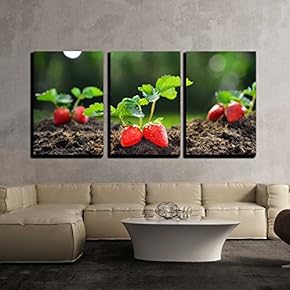 3 Piece Canvas Wall Art - Close-Up of The Ripe Strawberry in The Garden - Modern Home Art Stretched and Framed Ready to Hang - 16"x24"x3 Panels