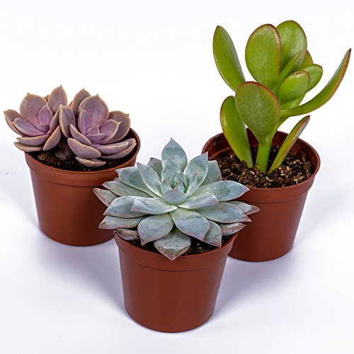 2 Seville+Farms+SUC008+Succulent+Plant