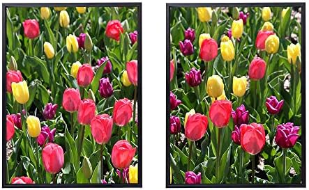 50x70cm X2枚 ライト高級 クリスタル磁器の装飾画 黒アルミ合金フレーム チューリップ別の花花壇春日当たりの良い アートパネル 壁掛け絵画 インテリアアート 現代 壁飾り 部屋飾り 壁ポスター 絵画 玄関 おしゃれ モダン 壁掛け Constructioncapitalmanagement Com