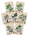 Herb Seeds SillySeed Collection - Over 3500 Seeds! 100% Non GMO Variety Pack for Planting an Indoor Organic Herb Garden: Basil, Parsley, Thyme, Oregano, Cilantro, Chives, Dill primary