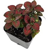 Josh's Frogs Hypoestes phyllostachy 'Red Splash'