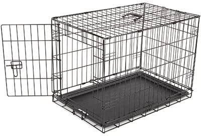 can kittens eat dog food