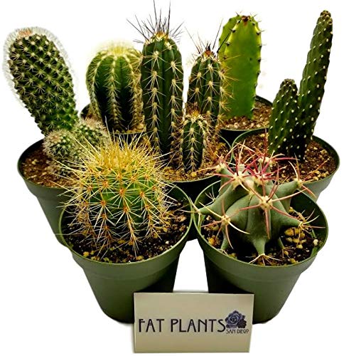 Fat Plants San Diego Cactus Plants. Variety Package of Indoor or Outdoor Cacti Plants for Gardens, Home Decor or Gifts (7)