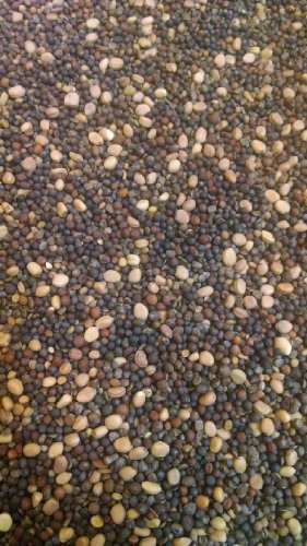 image for 1 Pound - Todd's Seeds Sprouter's Choice Mix: Broccoli, Radish, Arugul