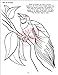 Butterflies, Birds & Bugs Coloring Book (8.5x11)
