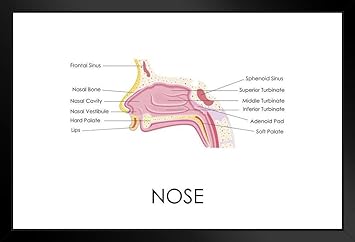 Amazon.com: Human Nose Anatomy Diagram Educational Chart Art Print